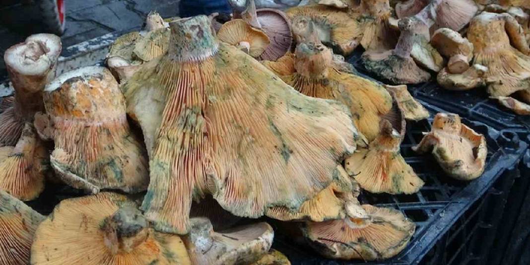 Yağışlarla birlikte topraktan bereket fışkırdı! Tezgahlar doldu taştı: Özel çıntarlar 600 liradan satılıyor 2